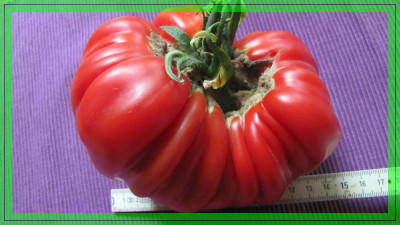 VerkleinerungenReif_Red_Heard_685_g_4.jpg