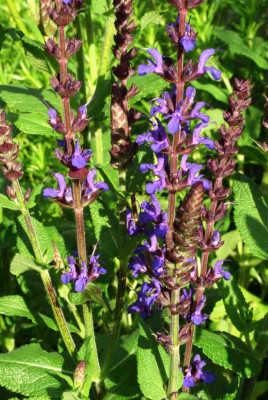 Salvia_nemorosa_Marcus.jpg