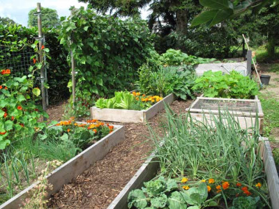gemuesegarten_aug2.jpg