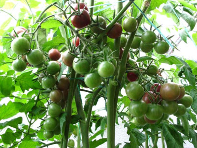 Black-Cherry..jpg