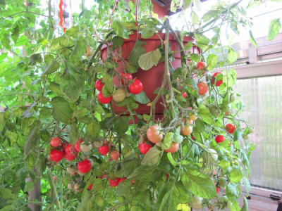 Himbeerrose..jpg