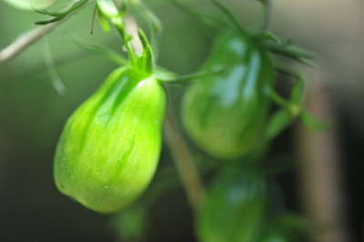 Pruniformis.jpg