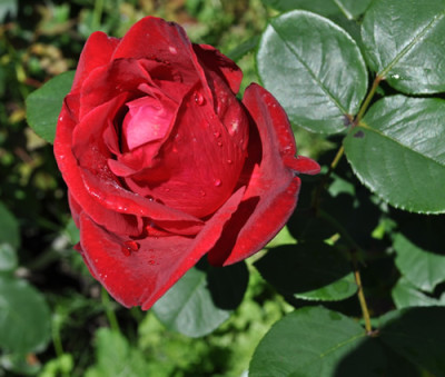 Rote_Schoenheit_12__0598.jpg
