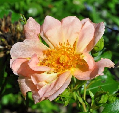 Apricot_12__0599.jpg