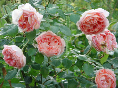 Rosa_Abraham_Darby.jpg