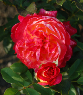 Midummer_12__2171.jpg