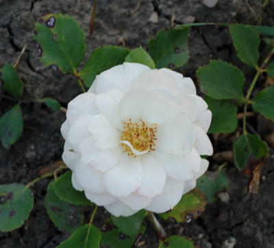 Kathrinchen_Weihrauch_12__2215.jpg