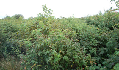 Rosenmeer_12__2243.jpg