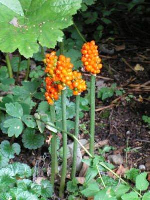 arum_cylindraceum_21.jpg