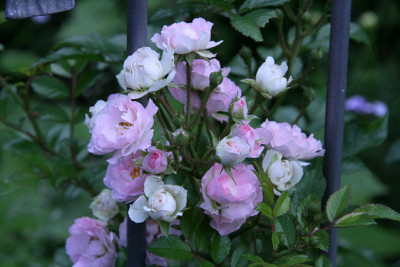 Rose_Kirschrose0111f.jpg