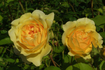 Rosa_Graham_Thomas.jpg