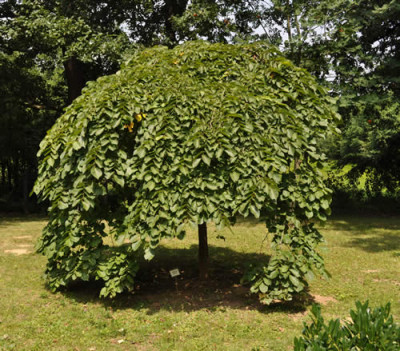 Ulmus_glabra_Pendula_102_8.jpg
