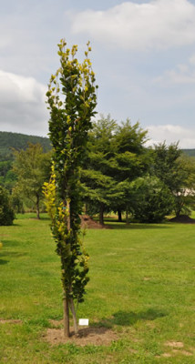 Fagus_silvatica_12__0645.jpg