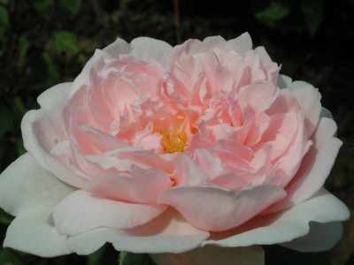 Rosa_Kathryn_Morley.jpg