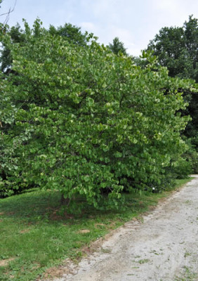 Cercis_Griffithii_12___0649.jpg