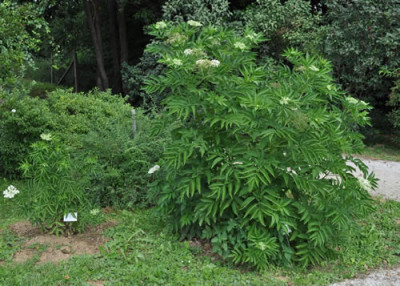 Sambucus_javanica_1_12__0656.jpg