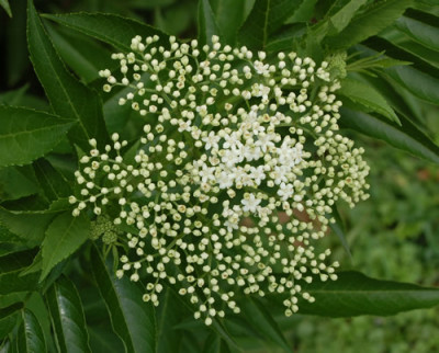 Sambucus_javanica_B_12__2293.jpg
