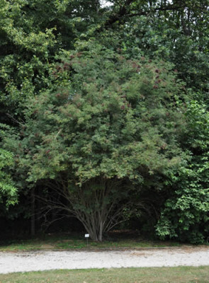 Sambucus_nigra_Laciniata_12__0659.jpg