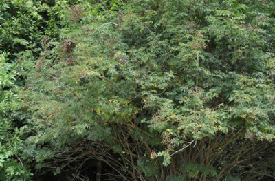 Sambucus_nigra_Laciniata_2_12__0660.jpg