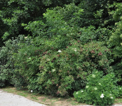 Sambucus_nigra_12__0664.jpg