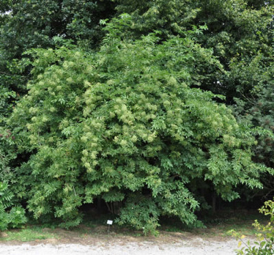 Sambucus_nigra_viridis_12__0662.jpg
