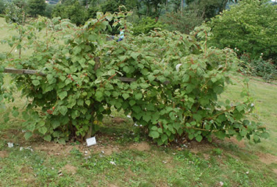 Rubus_phoenicolasius_12__2297.jpg