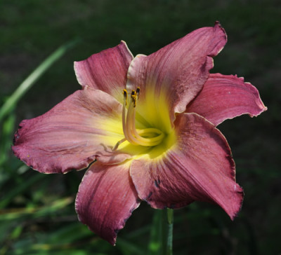 Hemerocallis_Marjore_Mason_Houge_12__0641.jpg