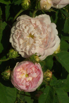 Rosa_Duchesse_de_Montebello.jpg