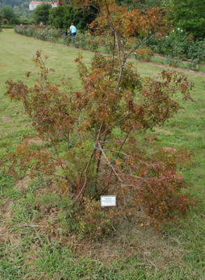 Rosa_nitida_12__2295.jpg