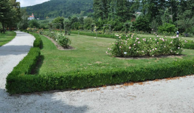 Rosenbeete_12__0644.jpg