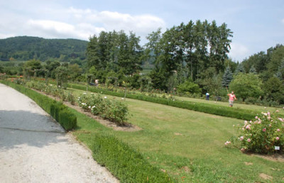 Rosenbeete_3__12__2264.jpg