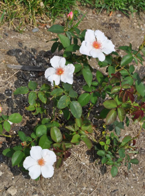 Jacqueline_du_Pre_12__0666.jpg