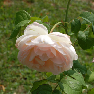 Sharifa_Asma__12__2265.jpg