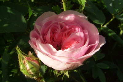 Rosa_Konigin_von_Danemark.jpg