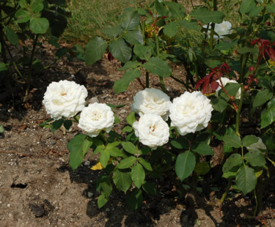 Tineke_12__2324.jpg