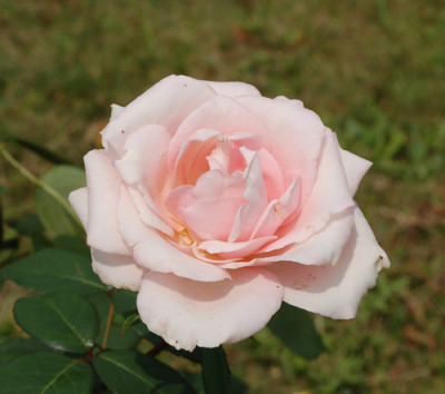 Maerchenkoenigin_12__2322.jpg