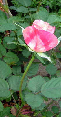 Excelsa_NK2012_01_08.jpg
