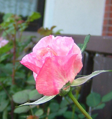 Excelsa_NK2012_01_b06.jpg