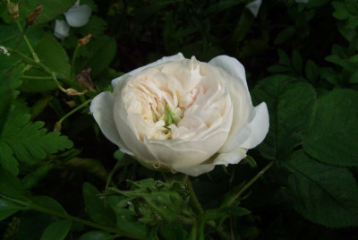 Rosa_Madame_Hardy.jpg