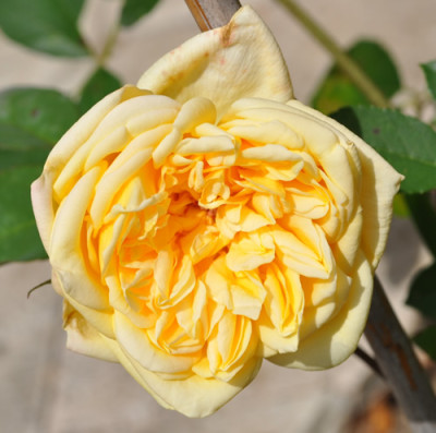 Marguerite_de_Fenelon_12__1293.jpg