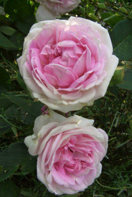 Rosa_Blairii_No.2.jpg