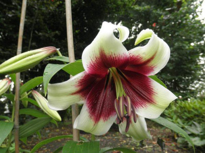 Lilium_Kushi_Maya.jpg