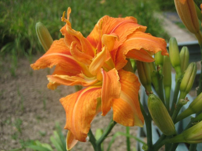 H._fulva_Kwanso_24364.jpg