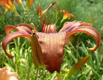 Brown_Witch_P10507661.jpg