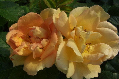 Rosa_Maigold.jpg