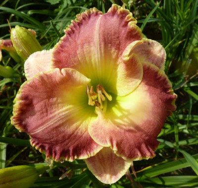 GT11-OP2d__Una_Semana_Con_Juan_X_Venus_Fly_Trap_P10507531.jpg