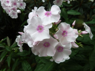 Phlox_wei_rosa_Auge_vorgefunden_P10507781.jpg