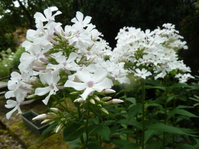 Phlox_paniculata_Anneke_P10507761.jpg
