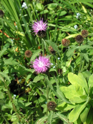 vielleicht-centaurea-44.jpg