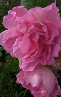 Rosa_Morlettii.jpg
